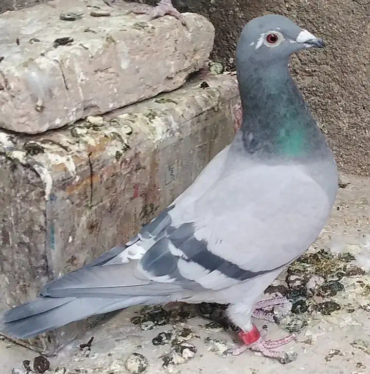 کبوتر|حیوانات|پیشخور, |دیوار