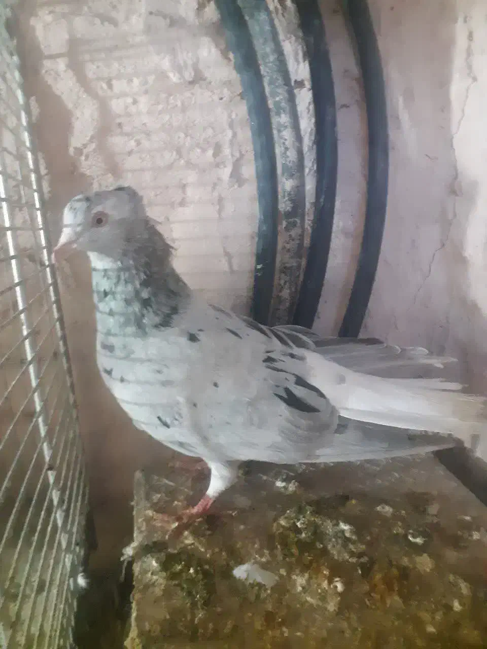 دم سفید|پرنده|سبزوار, اسلام آباد|دیوار