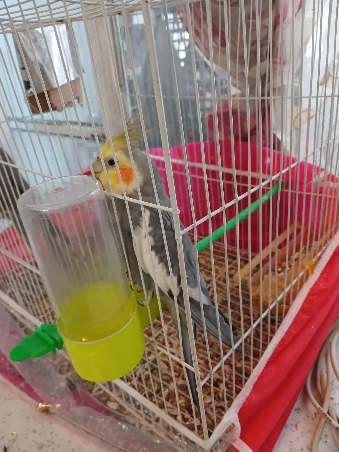 عروس هلندی نروماده|پرنده|مشهد, ایثارگران|دیوار