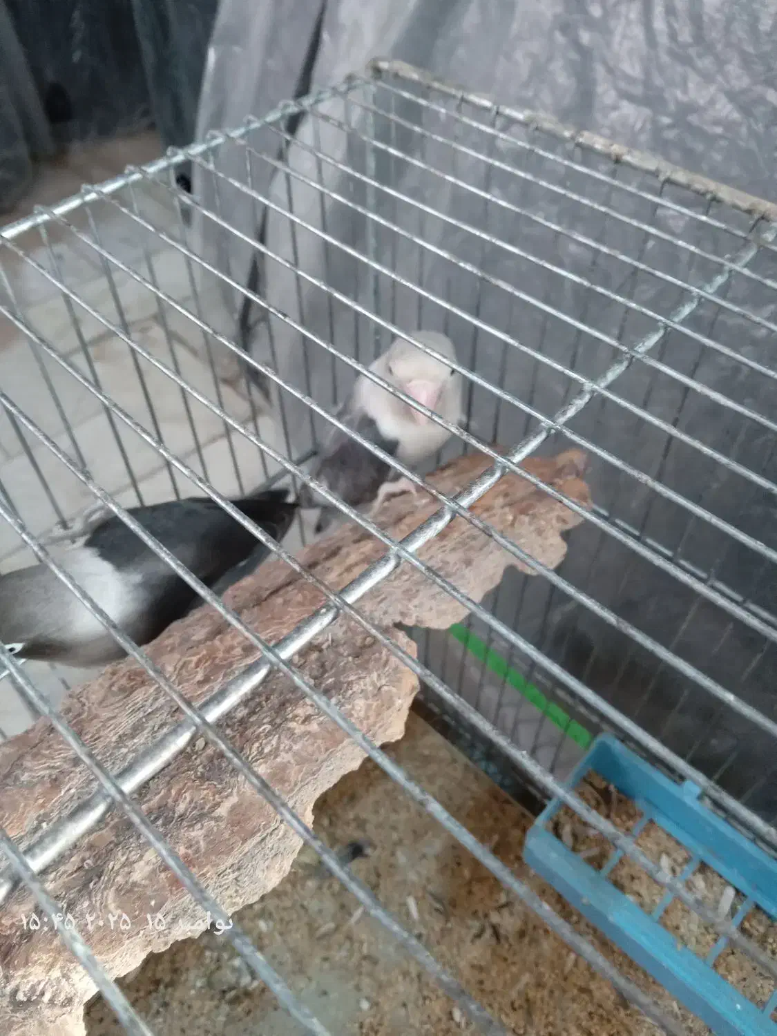 طوطی کتوله|پرنده|بافت, |دیوار