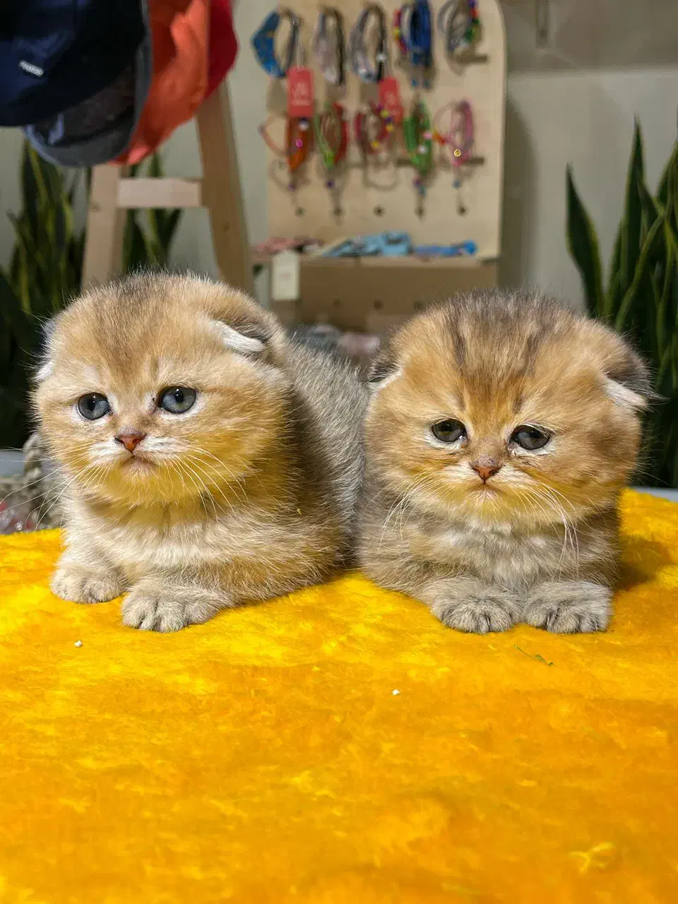 شهر اسکاتیش و بریتیش|گربه|تهران, اختیاریه|دیوار