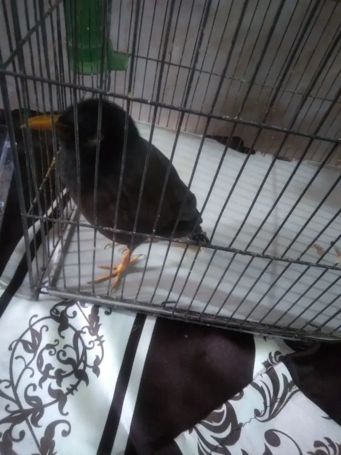 مرغ مینا|پرنده|قرچک, باقرآباد|دیوار