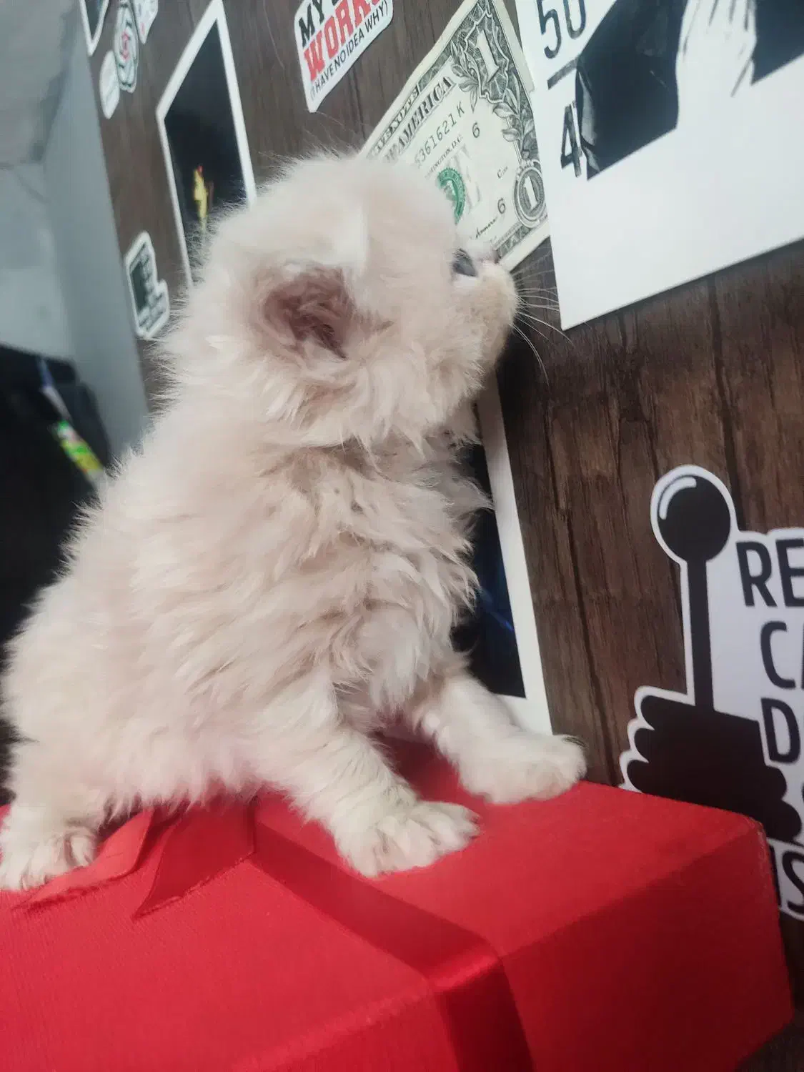 گربه کاراملی|گربه|محمدیه-قزوین, |دیوار