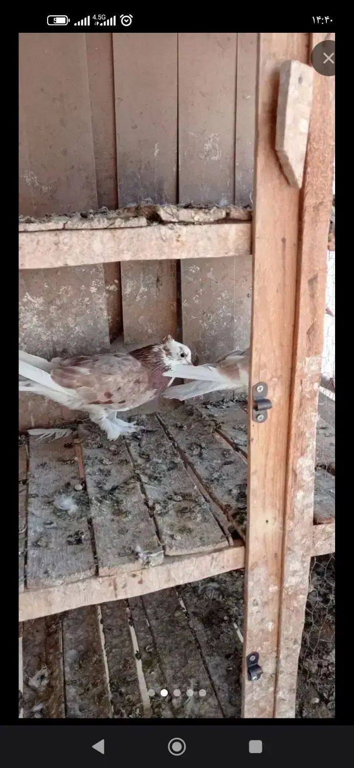 ماده ابلغ|پرنده|قم, نیروگاه|دیوار