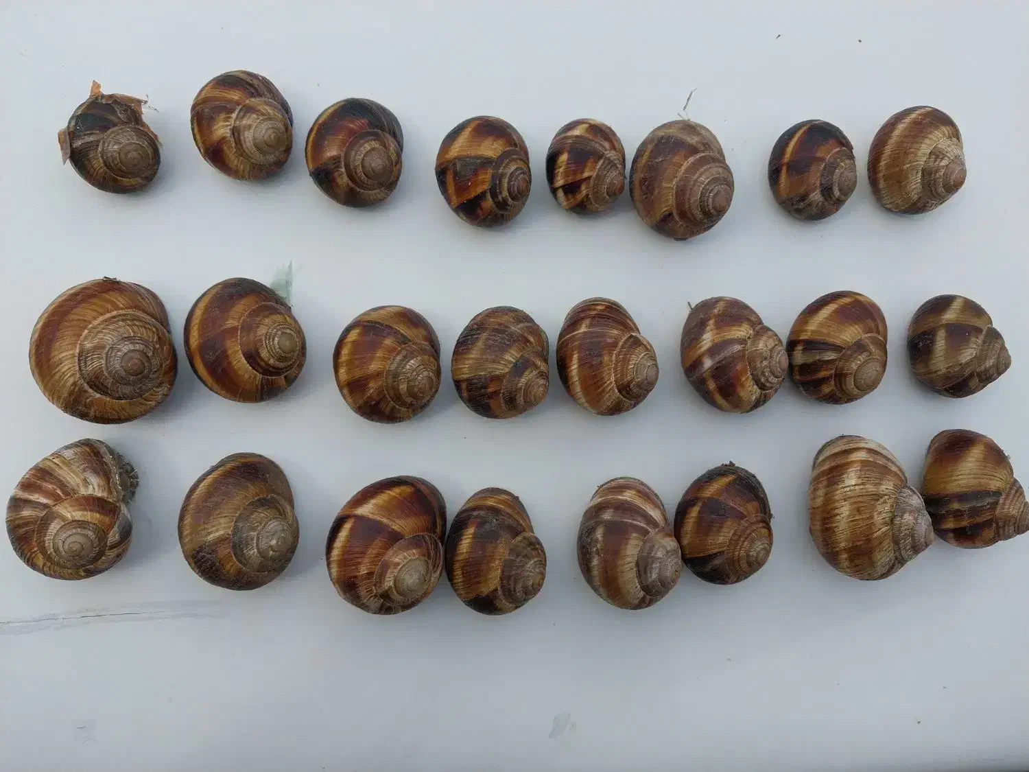 تعدادی حلزون|خزنده|منجوان, |دیوار