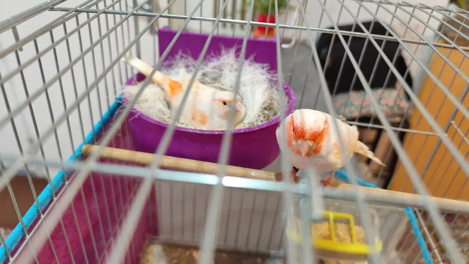 قناری|پرنده|تبریز, |دیوار