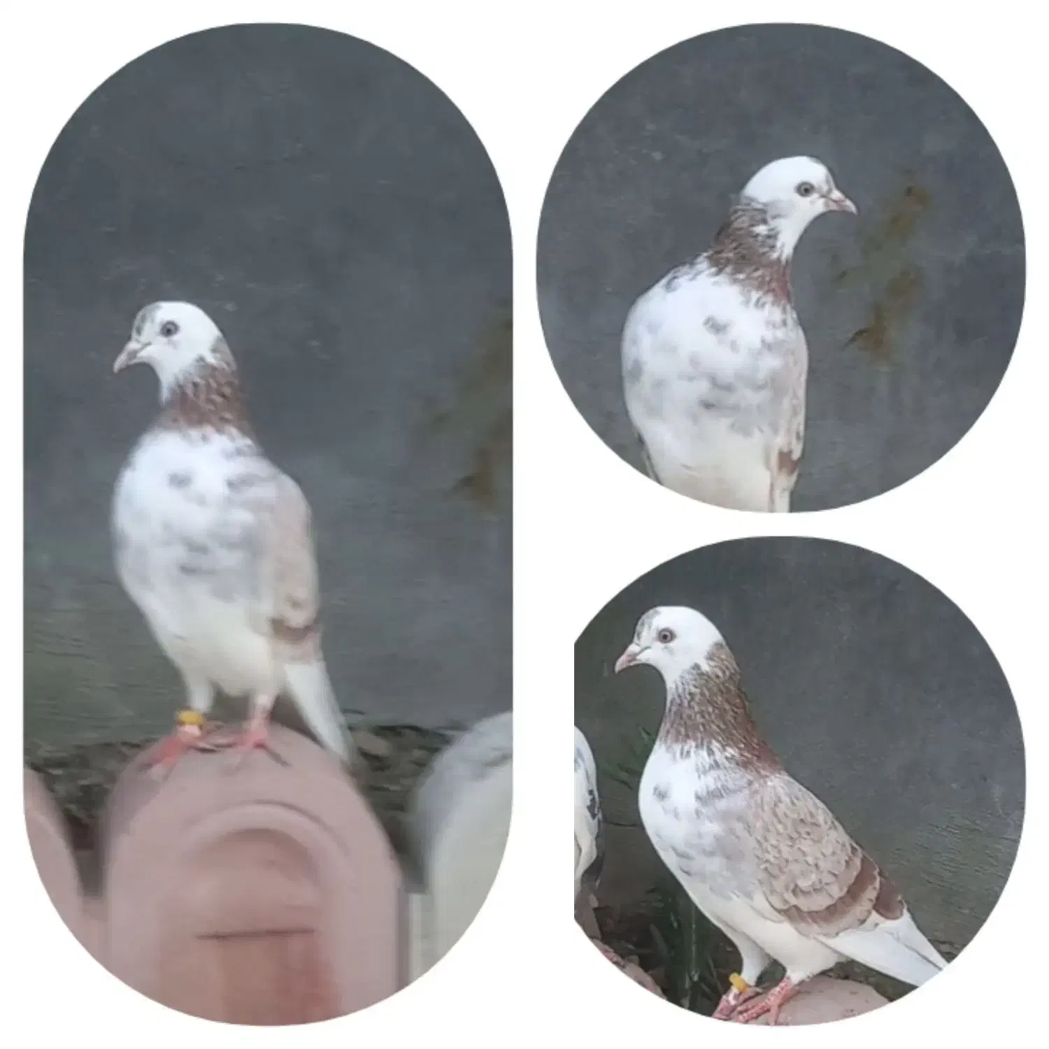 کفتر|پرنده|بندر ترکمن, |دیوار