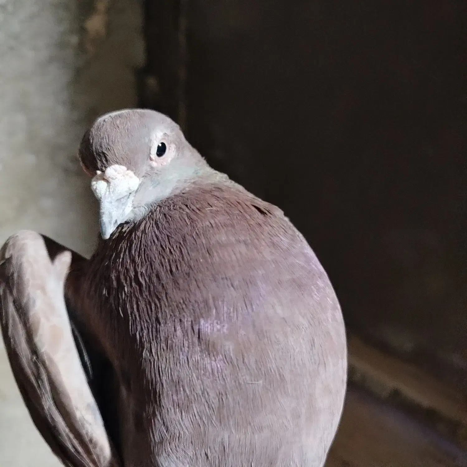 کبوتر پرشی|پرنده|شیروان (خراسان), |دیوار