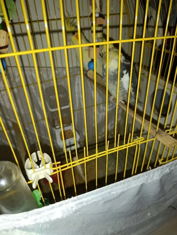 عروس هلندی مولد|پرنده|باسمنج, |دیوار