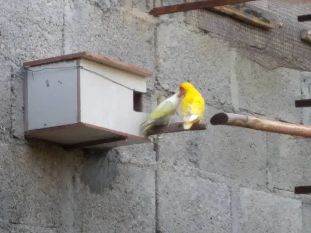 کوتوله ،طوطی برزیلی|پرنده|لامرد, |دیوار