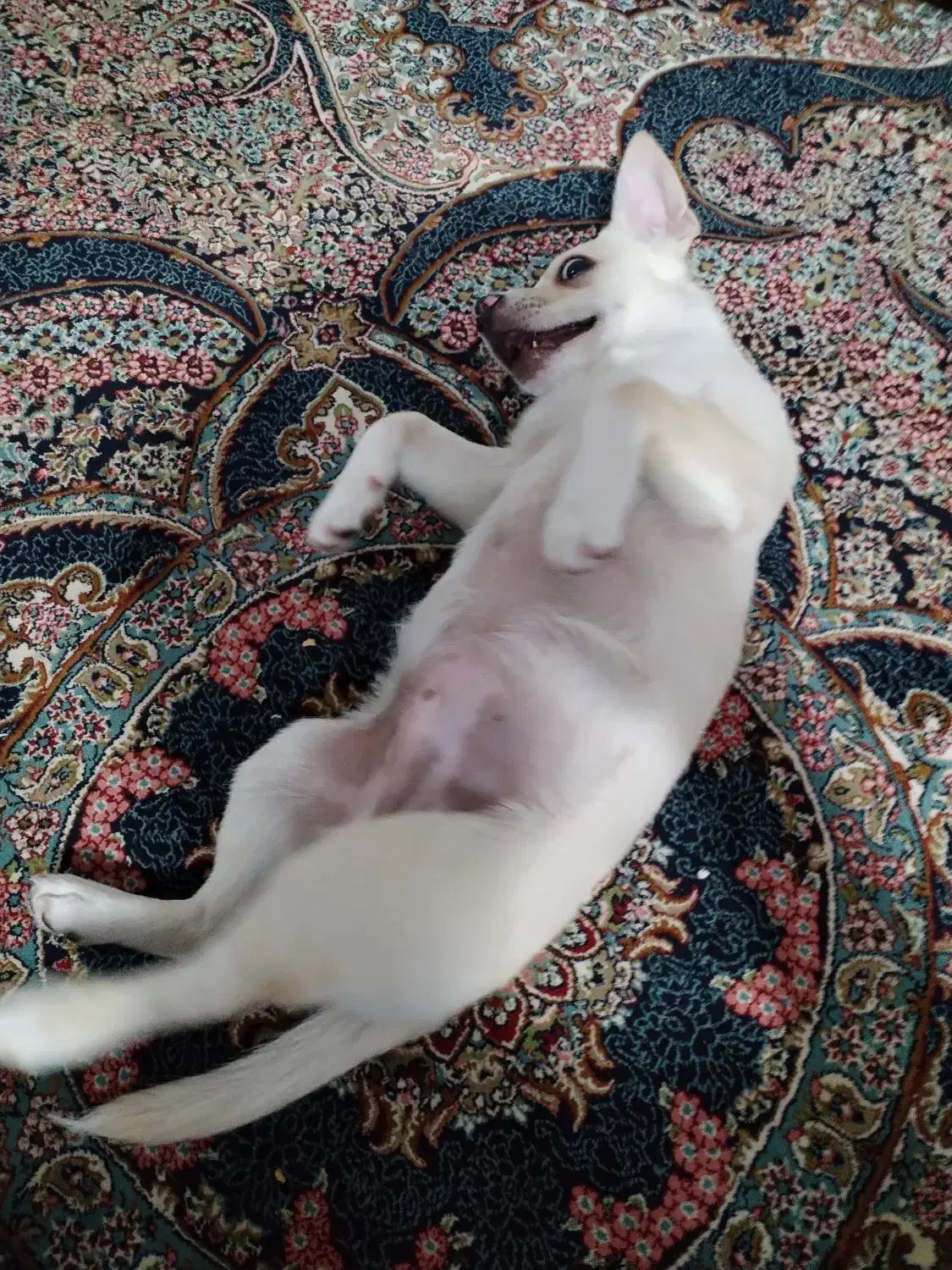 توله اشپیتز|سگ|کرمان, |دیوار