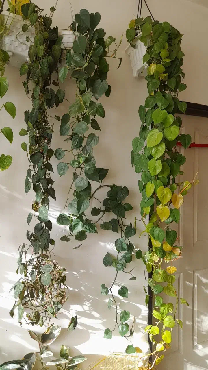 گلهای اویزی فروشی|فعالیت داوطلبانه|بناب, |دیوار