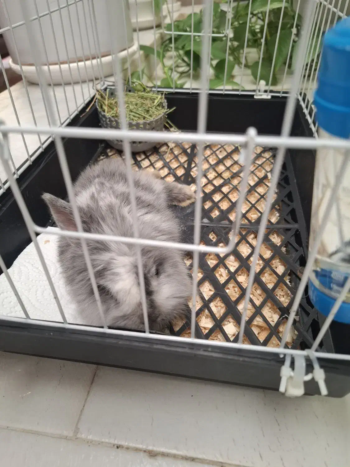 خرگوش مینیاتوری|موش و خرگوش|کرمان, |دیوار