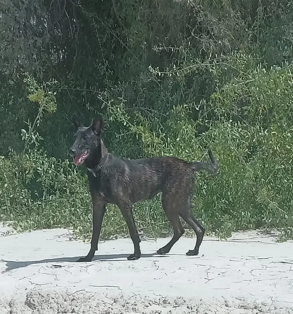 سگ مالونیز رنگ تایگر|سگ|تخت, |دیوار