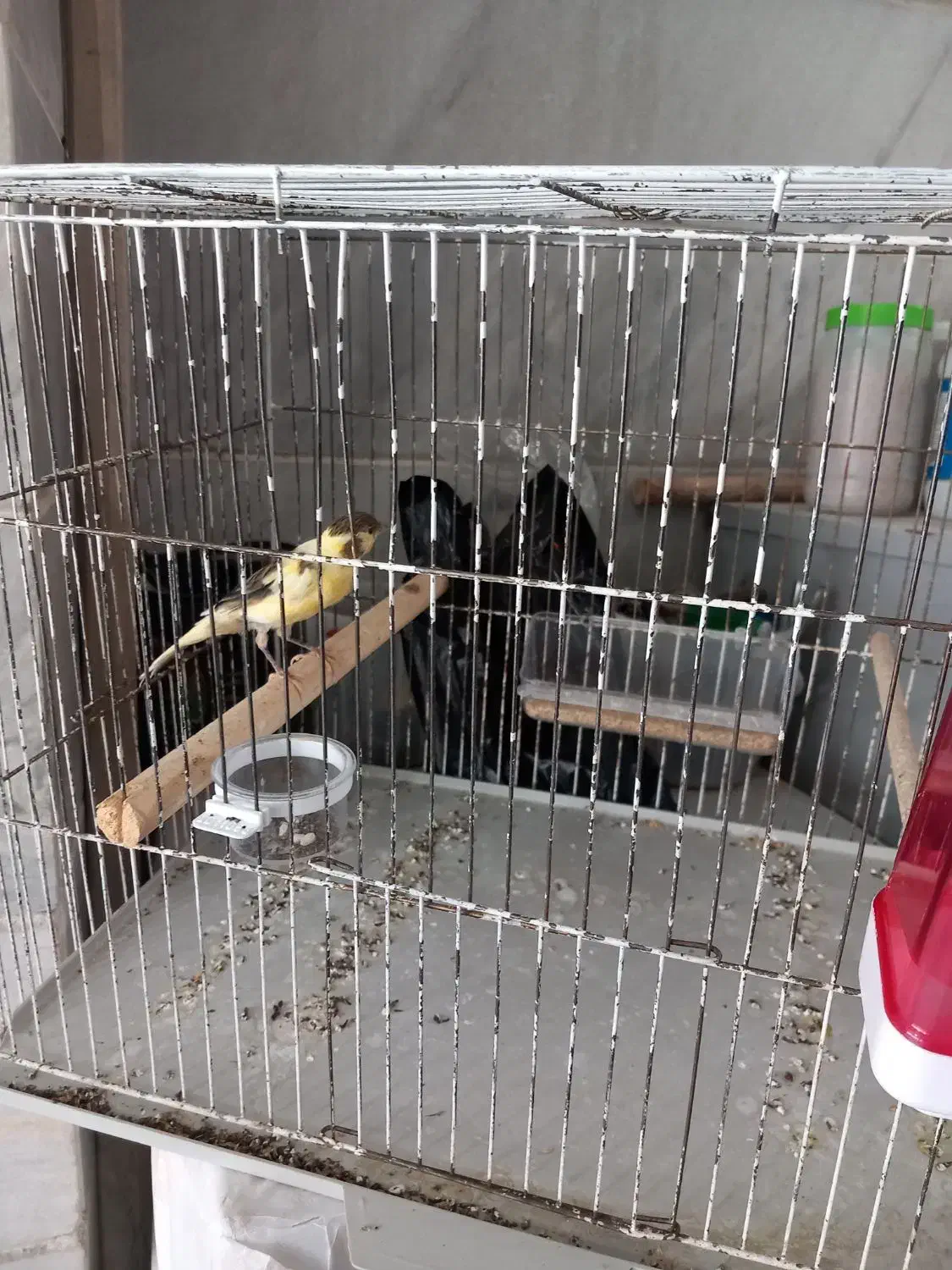 قناری نر|پرنده|ماکو, |دیوار