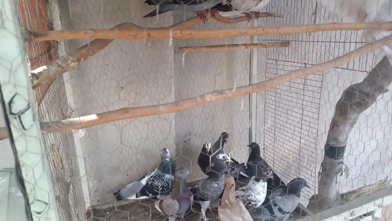 کلوی کفتر  در هم نژاد  اصیل|پرنده|گنبد کاووس, |دیوار