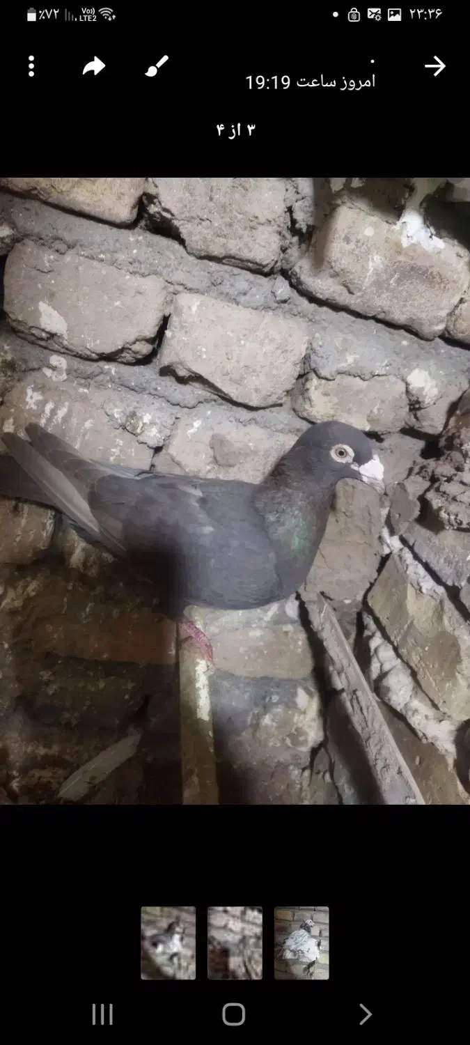 کفتر پرشی|حیوانات|قزوین, |دیوار