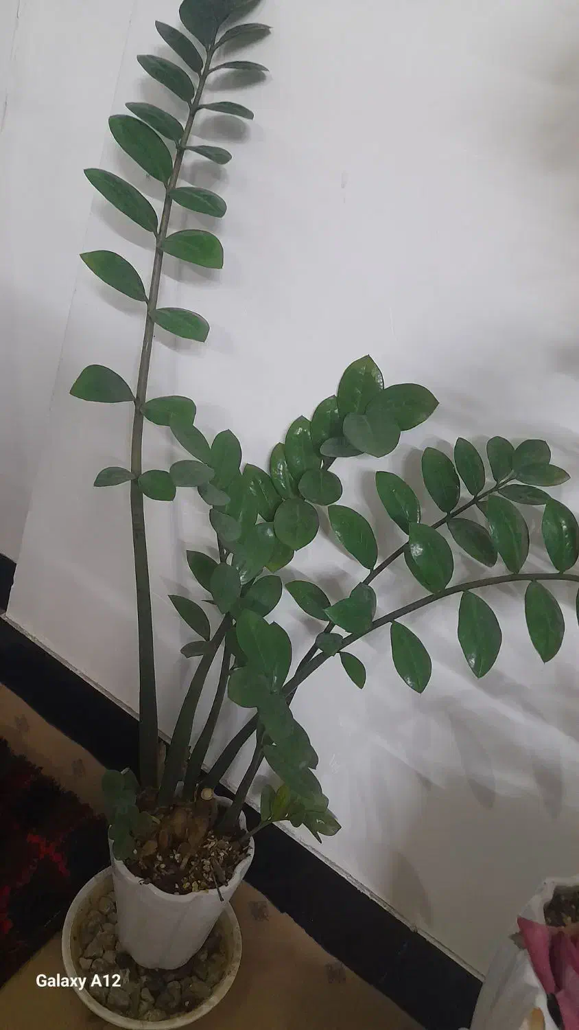 گل زاموفیلیا ۷ غلاف|گل و گیاه طبیعی|قم, قلعه کامکار|دیوار