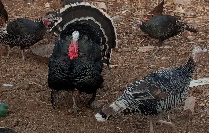 بوقلمون|حیوانات مزرعه|نیشابور, خط کاشمر|دیوار