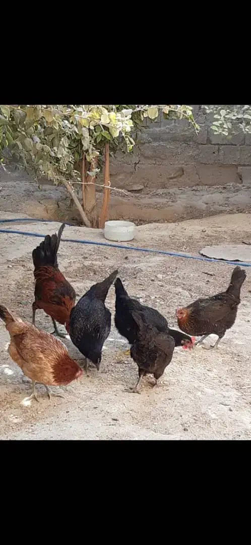 مرغ و خروس محلی اصل|حیوانات مزرعه|برازجان, |دیوار