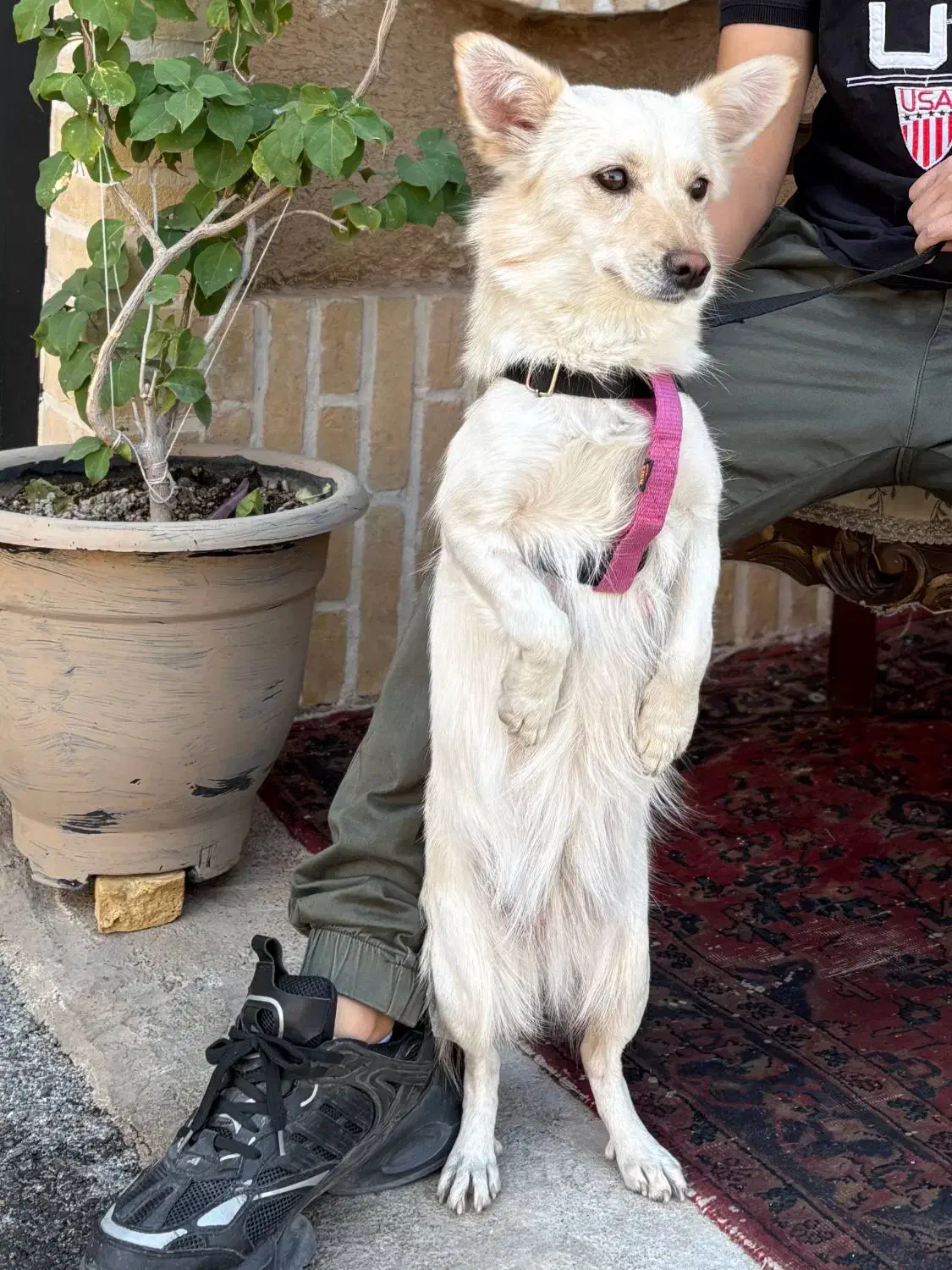 سگ اشپیتز ماده|سگ|یزد, |دیوار