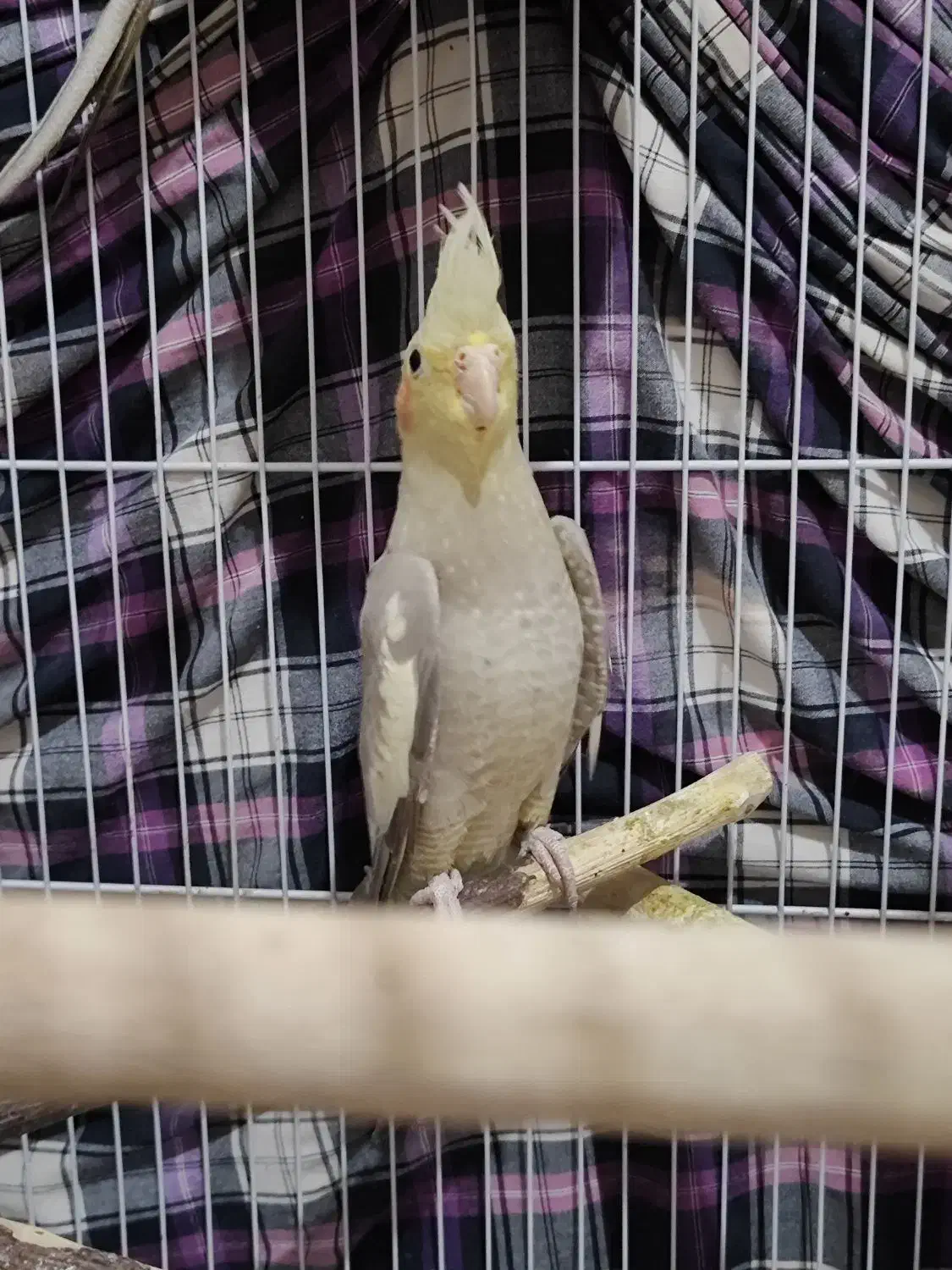 عروس هلندی|پرنده|قرچک, شهرک طلائیه|دیوار