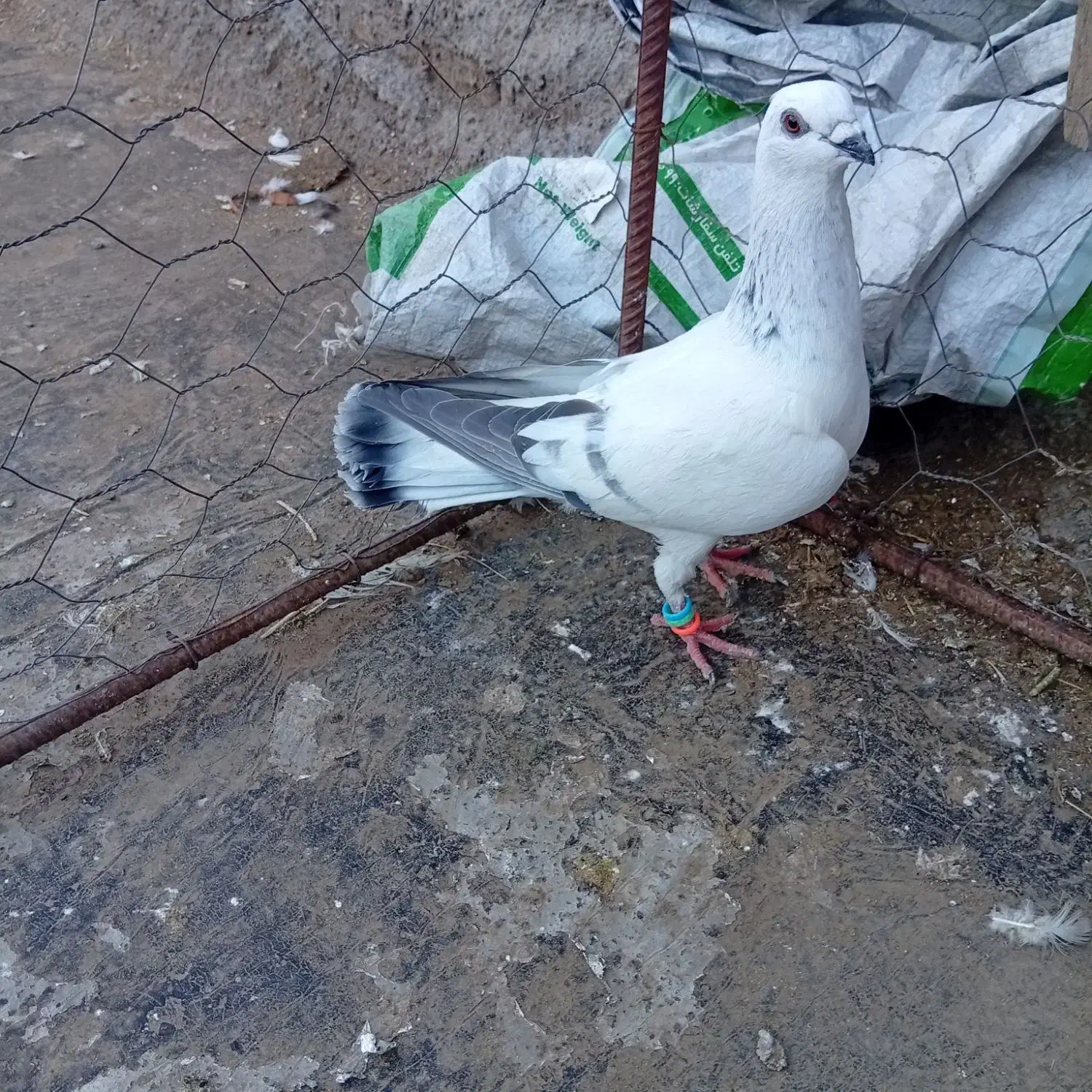 کبوتر شامی|پرنده|نیشابور, مازول|دیوار