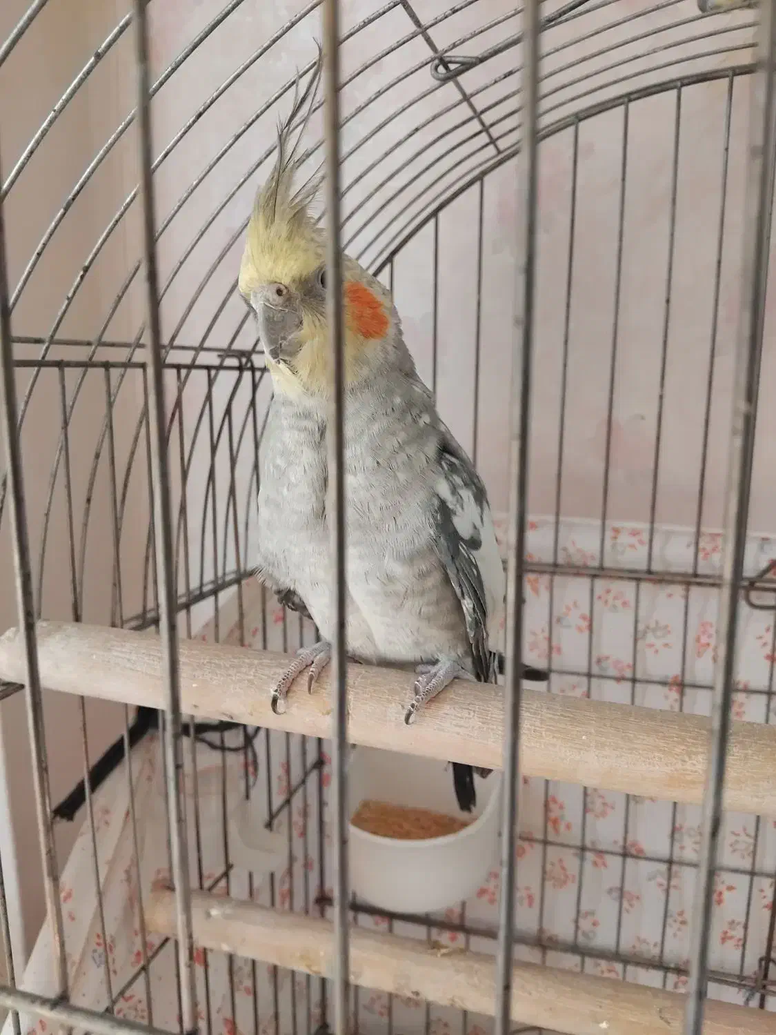 عروس هلندی نر ۷ ماهه|پرنده|زنجان, |دیوار