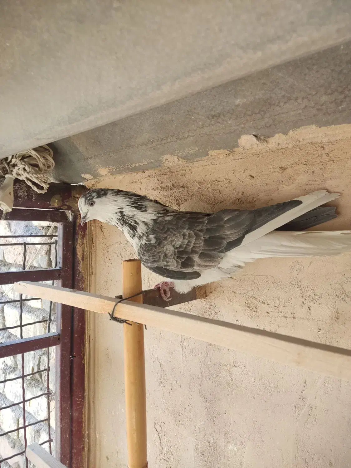 کبوتر شاهین شهر|پرنده|شاهینشهر, حاجی آباد|دیوار