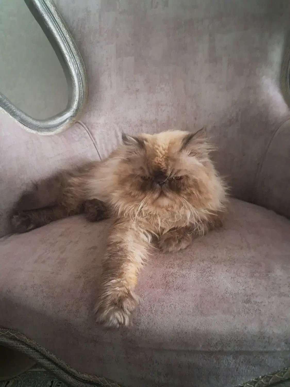 واگزاری|گربه|شاهین‌شهر, حافظ جنوبی|دیوار