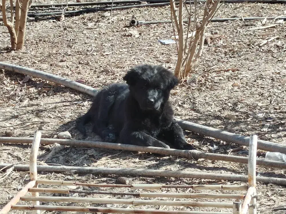 توله سگ قهدریجانی|سگ|شهرضا, |دیوار