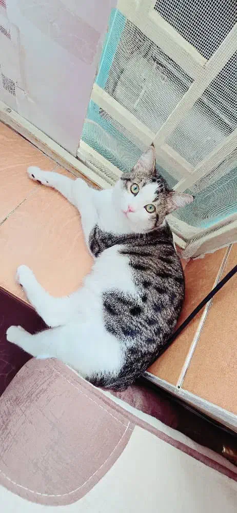 گربه|گربه|کرمان, |دیوار