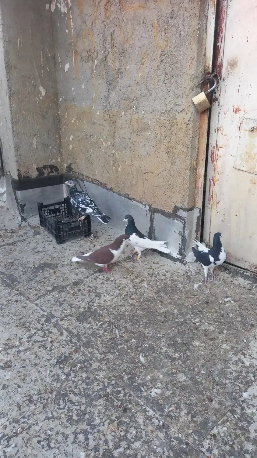 کبوتر|پرنده|قزوین, |دیوار