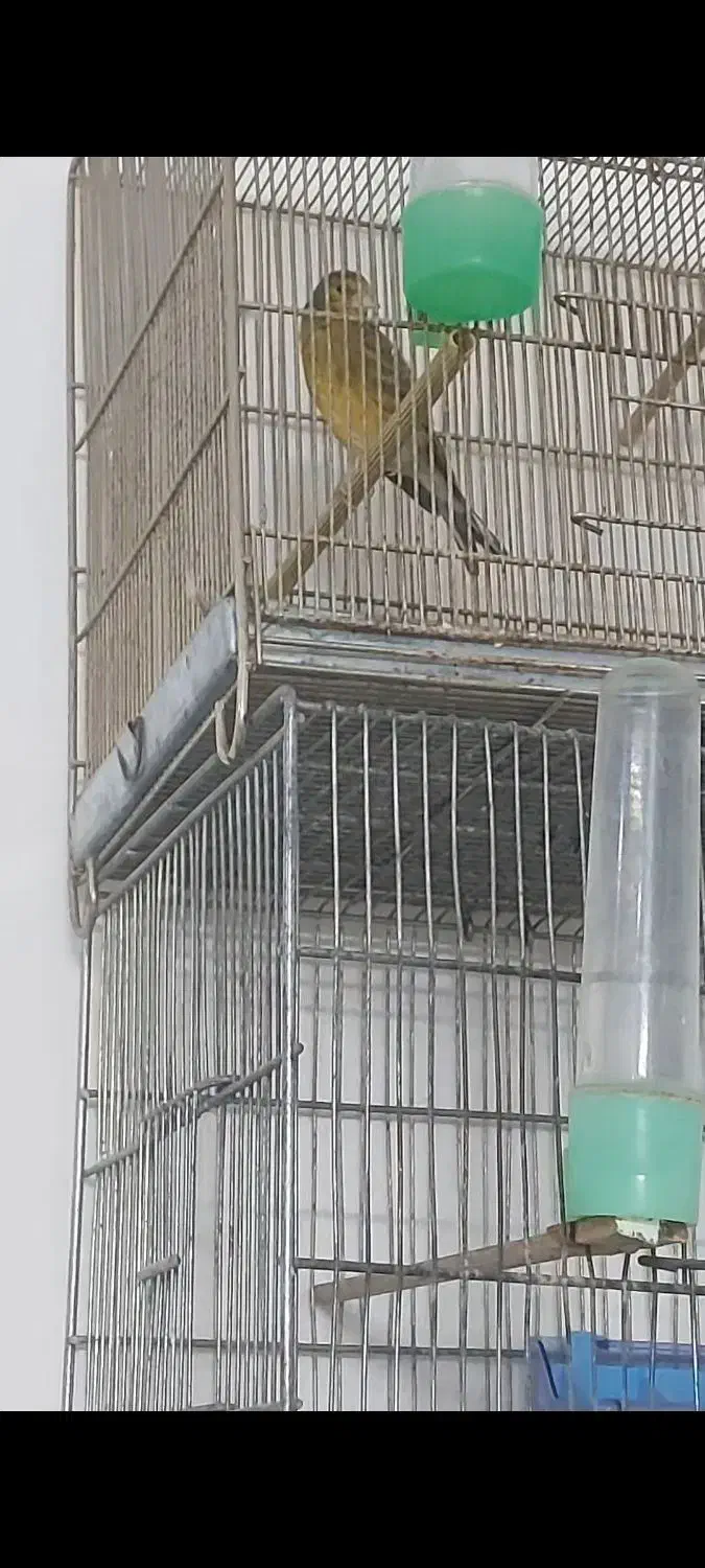 سهرقناری وچهارعددقفس غلامی|پرنده|مشهد, کشف|دیوار