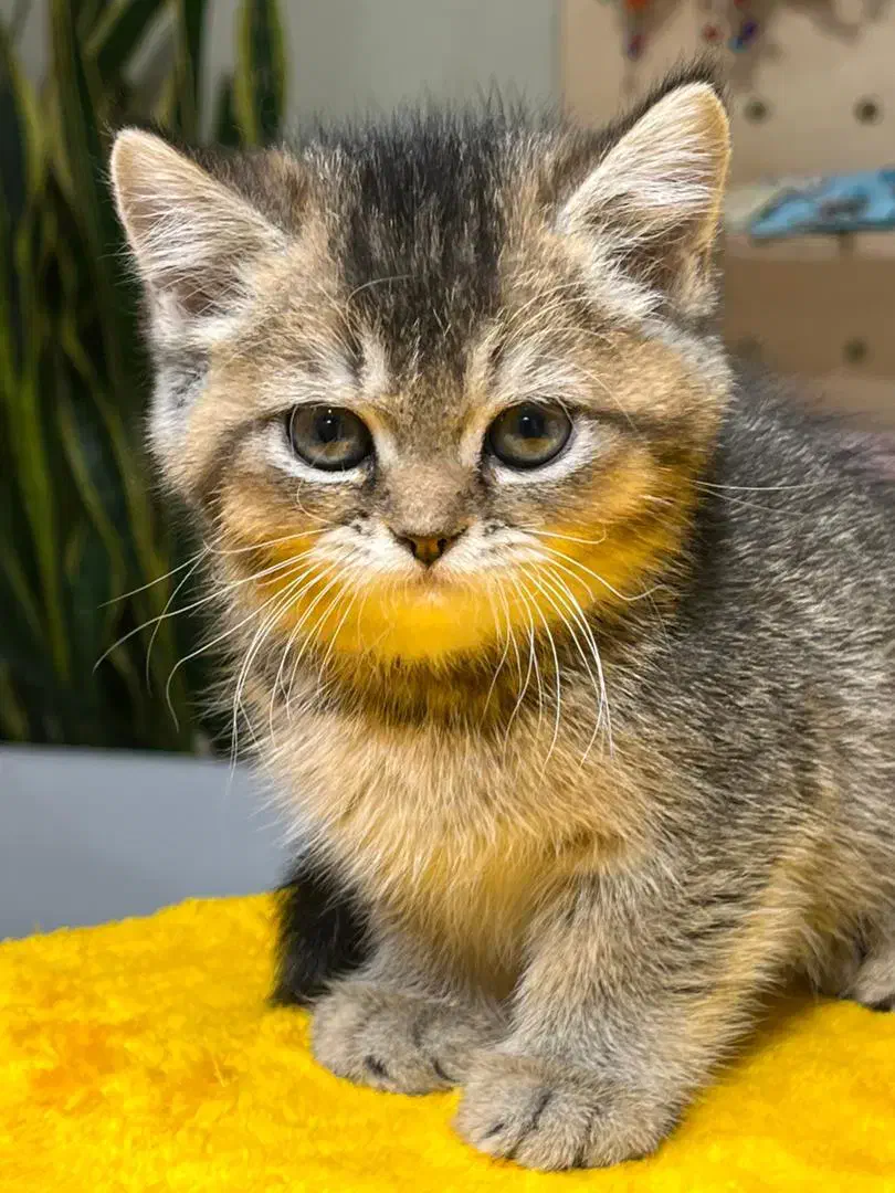 گربه|گربه|تهران, الهیه|دیوار