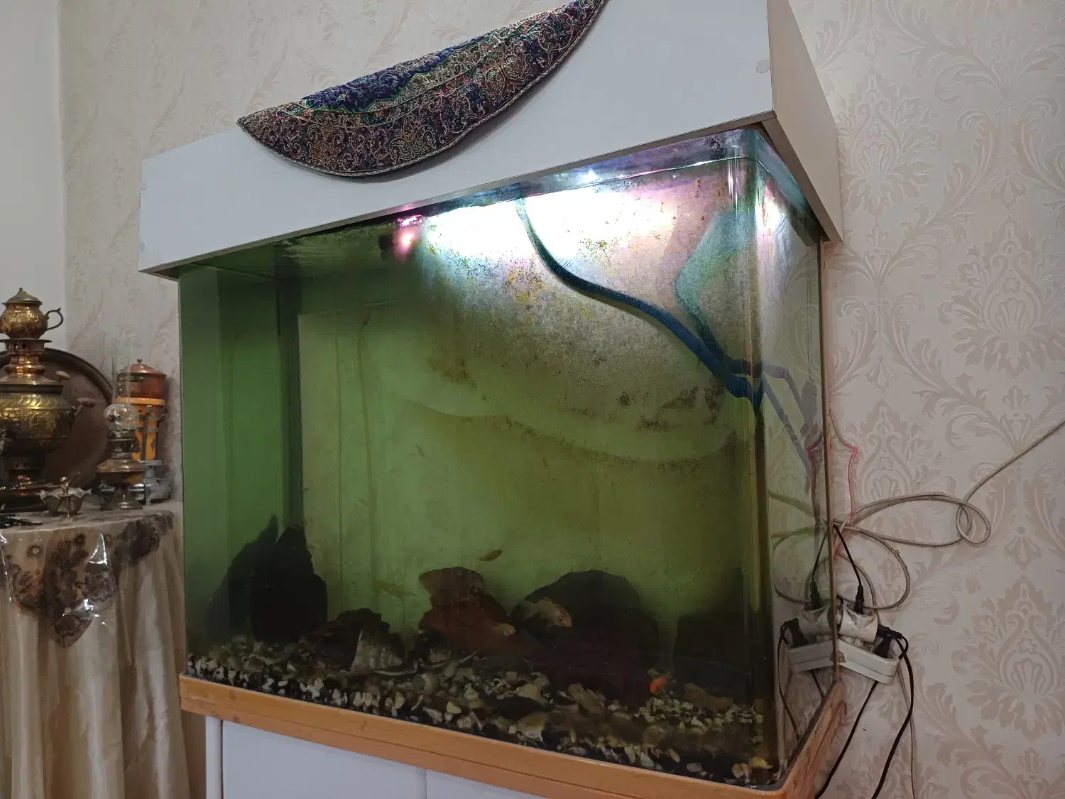 اکواریوم شیشه خم|ماهی|تهران, مشیریه|دیوار