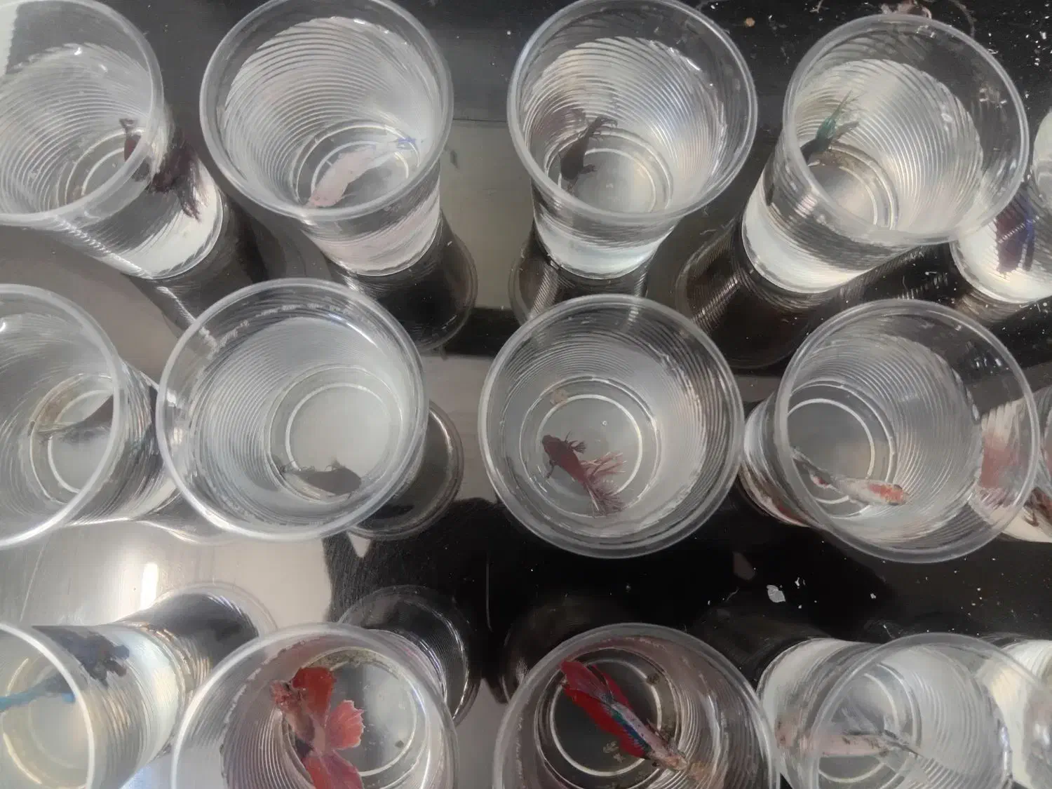 ماهی فایتر|ماهی|کرمان, |دیوار