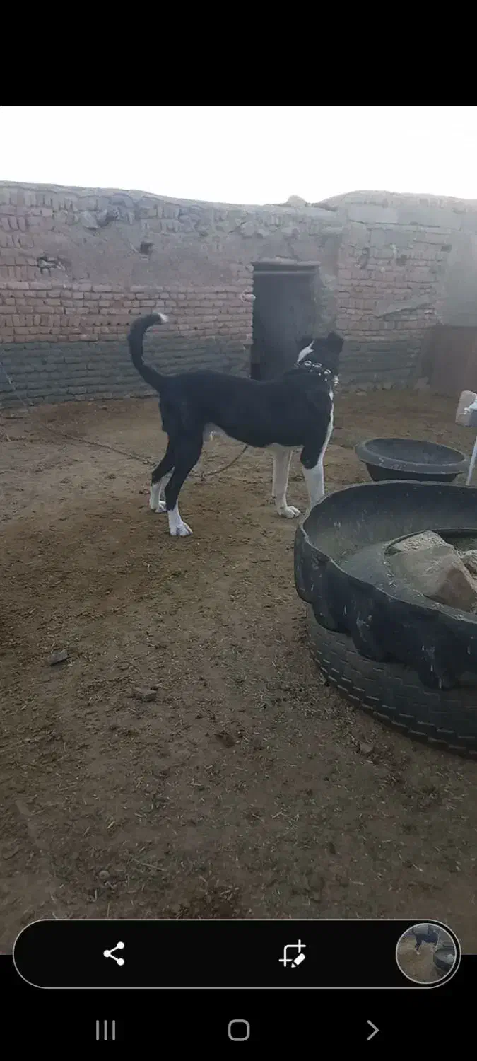 سگ ج|سگ|گرگان, |دیوار