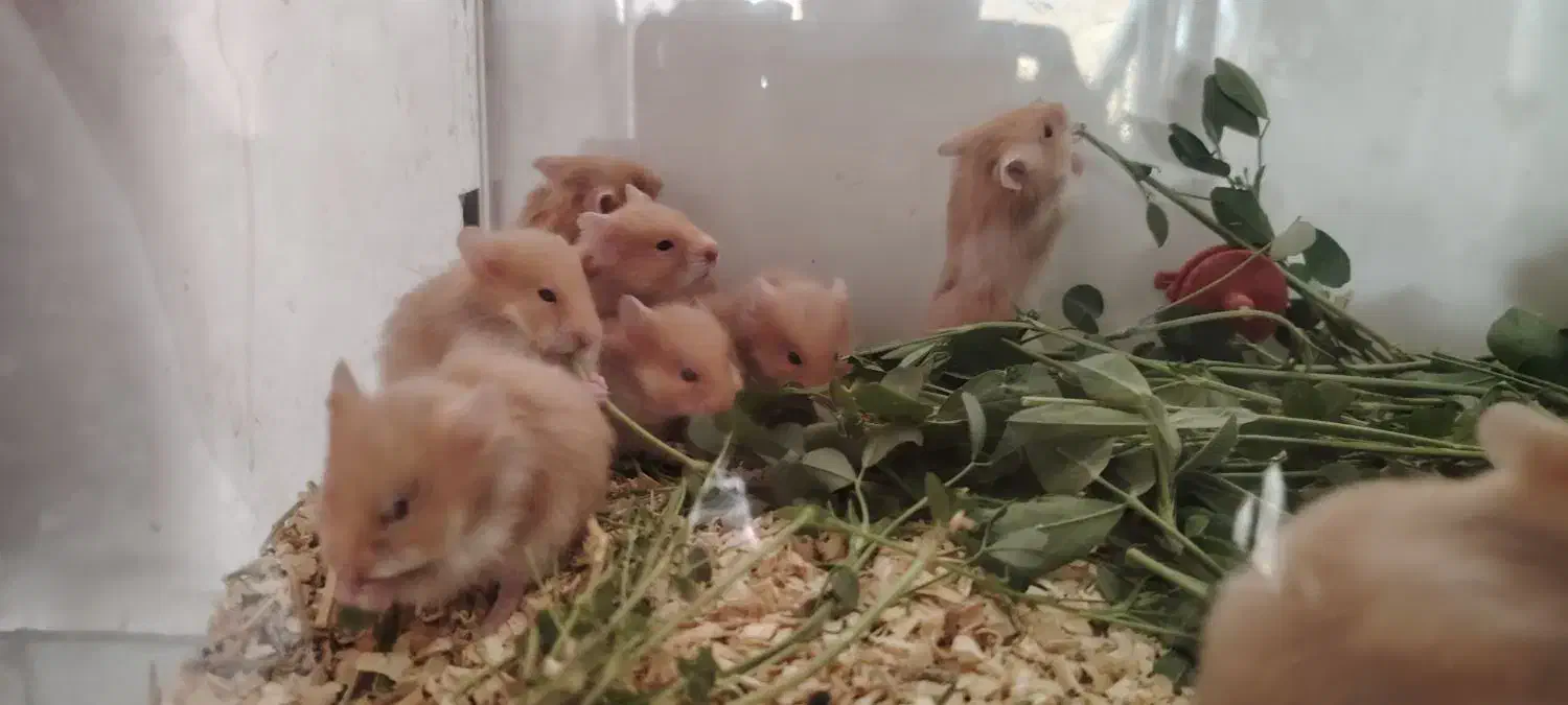 همستر|موش و خرگوش|بهبهان, |دیوار