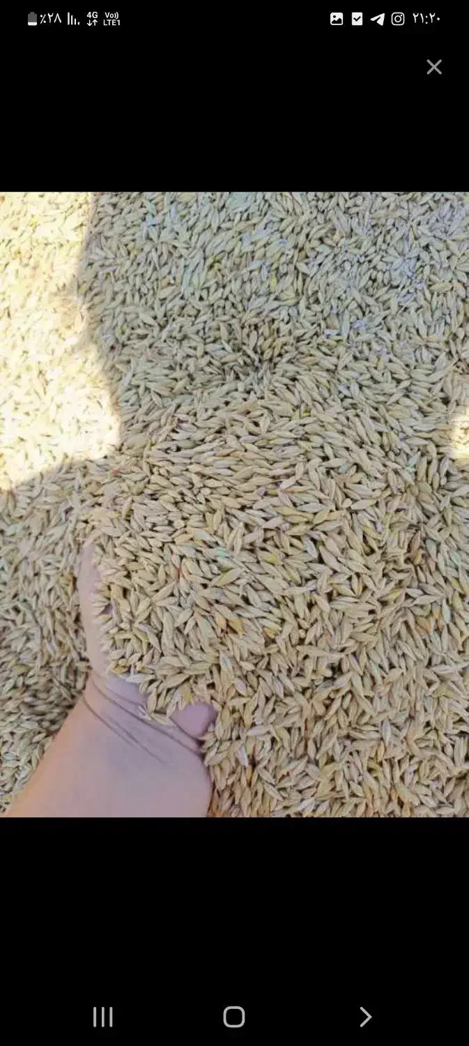 فروش جو خارجی محصول ۱۰۰ تن|لوازم جانبی حیوانات|بهشهر, |دیوار