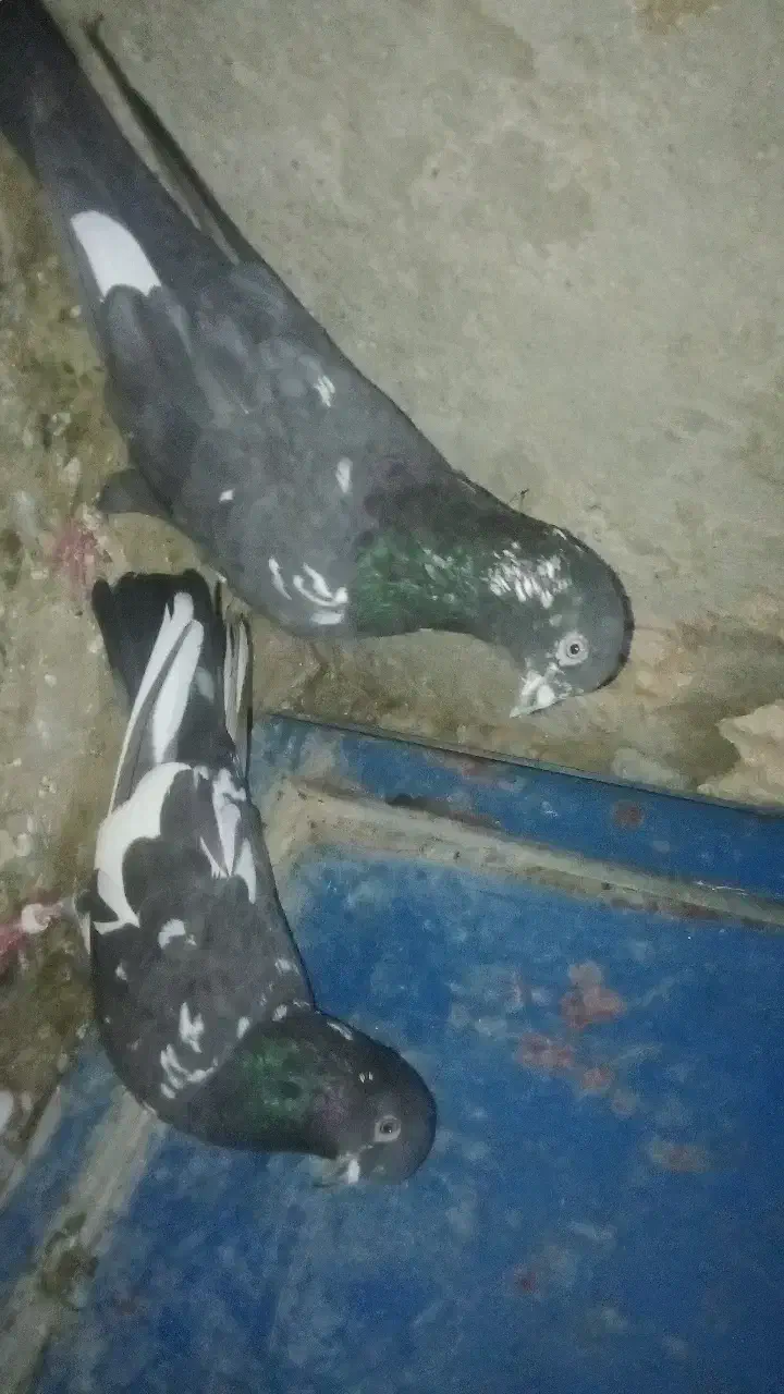 کبوتر|پرنده|دامن, |دیوار