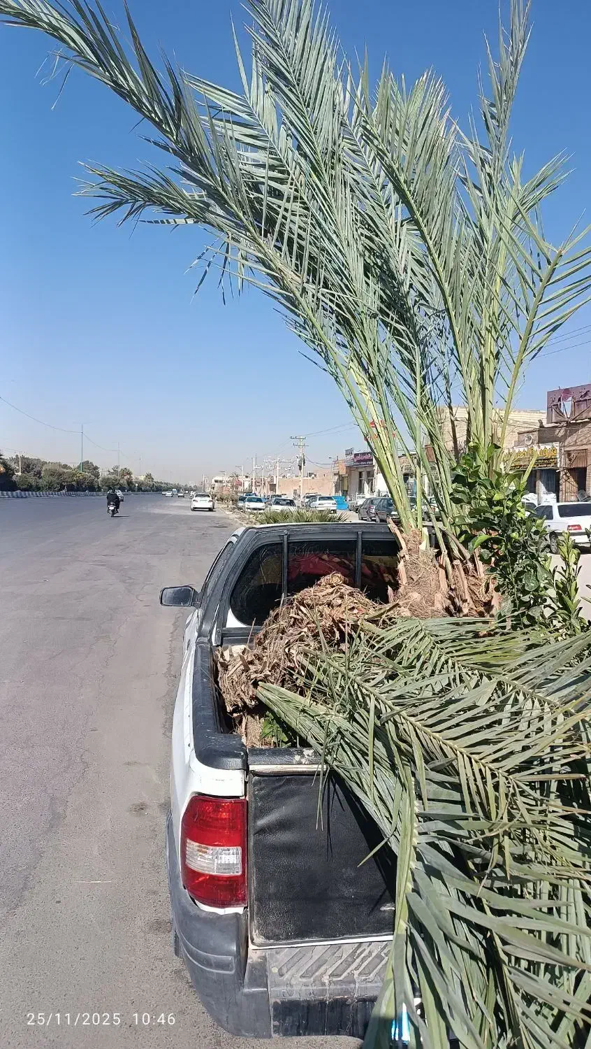 فروش نخل خرما ونهال مرکبات ارسال رایگان|گل و گیاه طبیعی|یزد, |دیوار