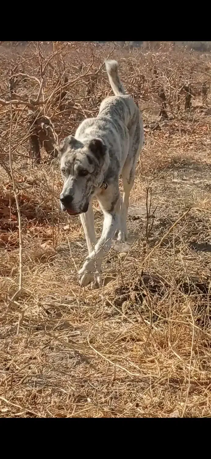 واگذاری توله خراسانی|سگ|کاشمر, |دیوار