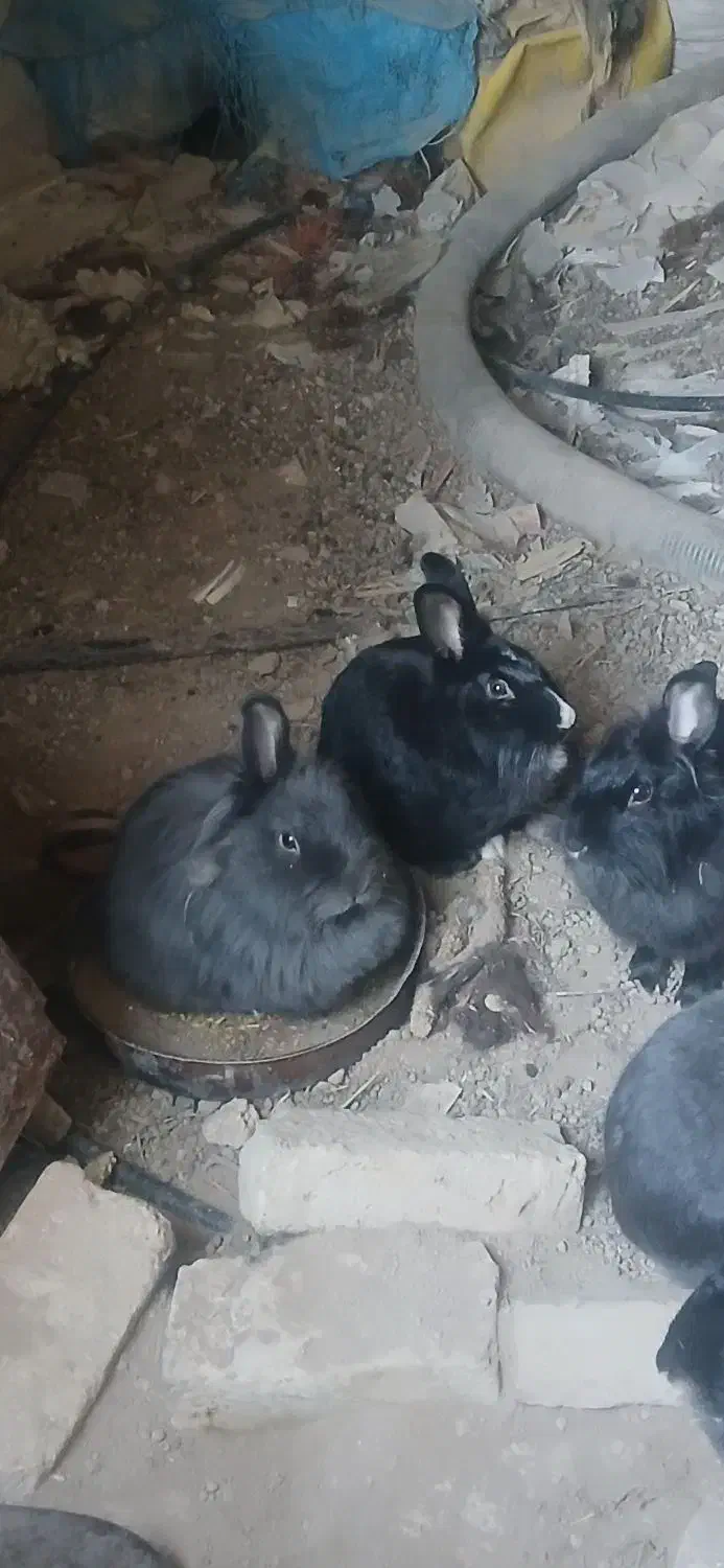 هفت عدد خرگوش همگی ماده|موش و خرگوش|پیشوا, |دیوار