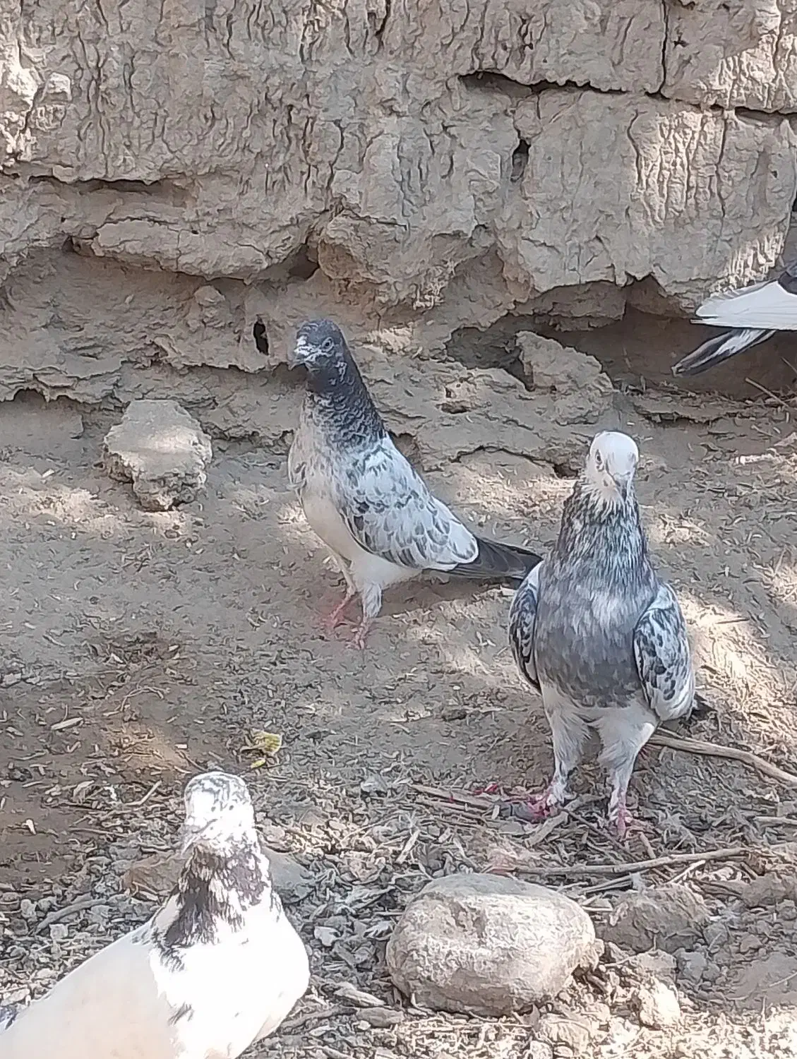 پاکستانی|پرنده|کلاتان, |دیوار