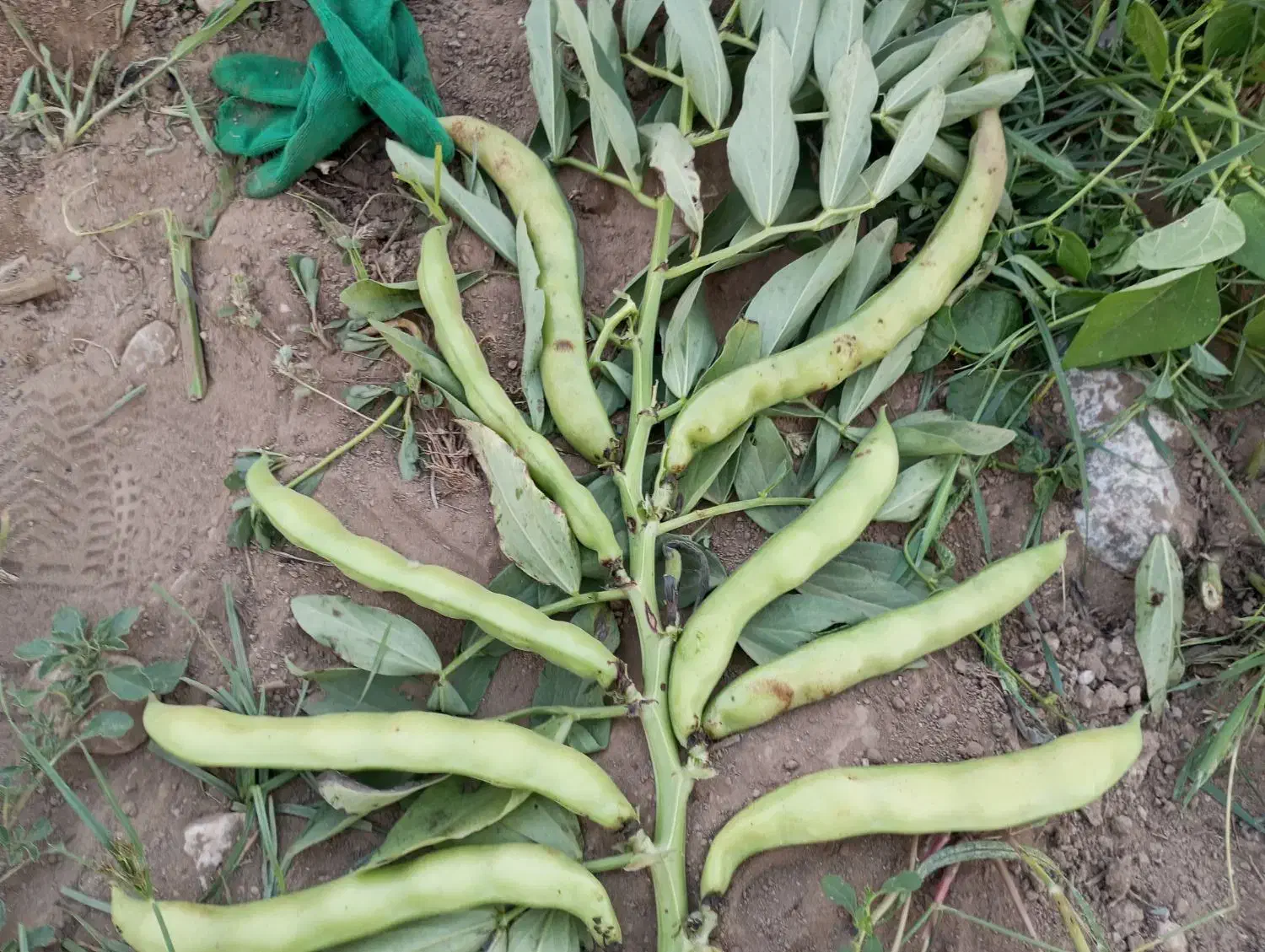 باقلی خشک شاخ بزی|عمدهفروشی|ویسیان, |دیوار