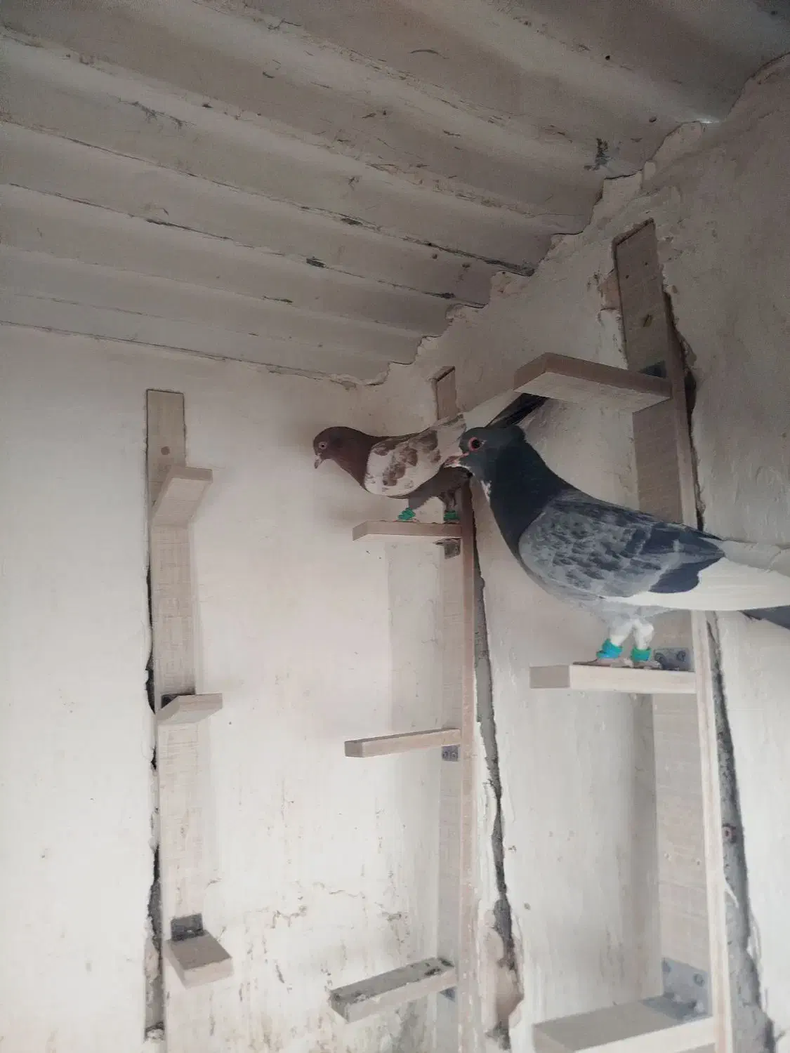 کبوتر|پرنده|رفسنجان, |دیوار