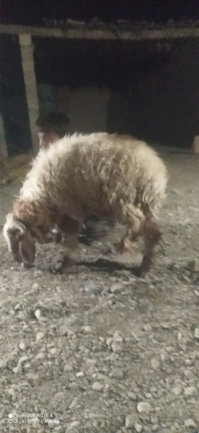 گوراند فروشی|حیوانات مزرعه|مهرستان, |دیوار