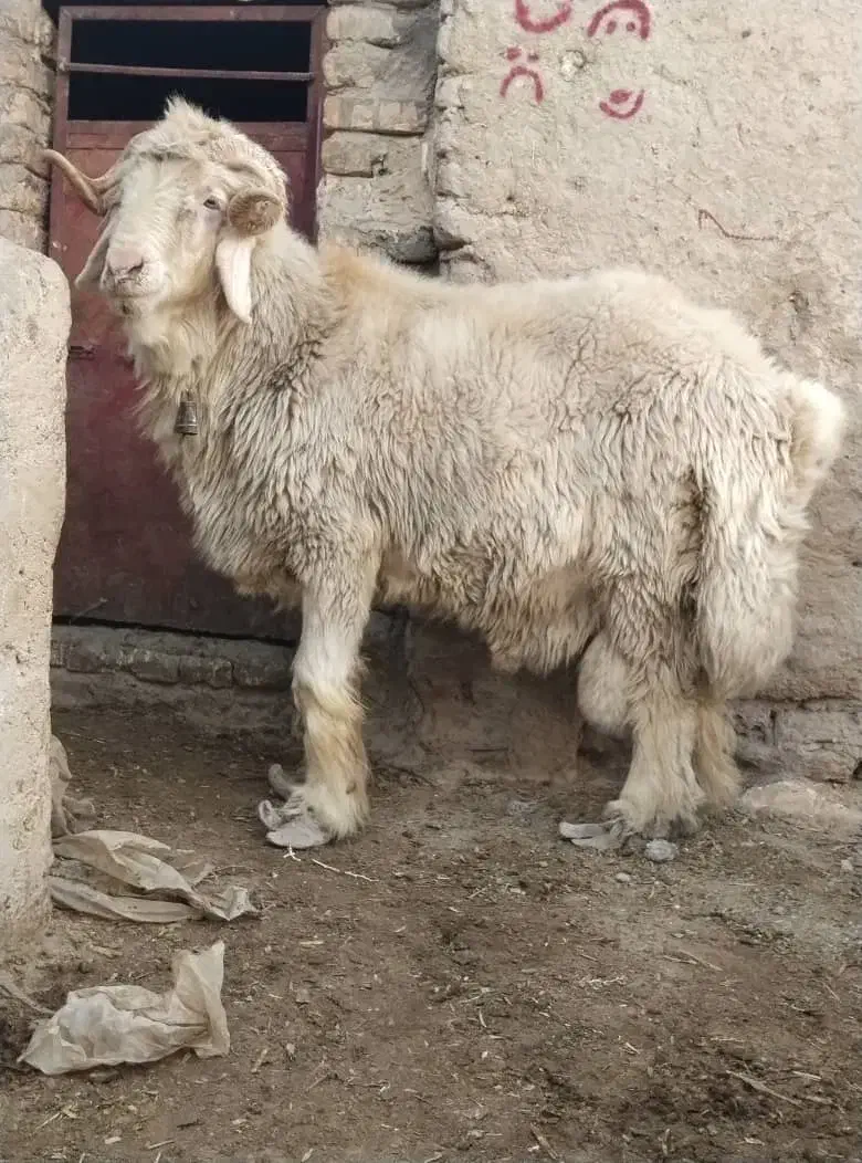 قوچ تخمی بختیاری اصل  کیلویی ۳۲۵  بردسیر|حیوانات مزرعه|کرمان, |دیوار