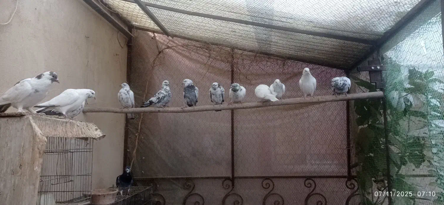 14 عدد کبوتر|پرنده|کهک, |دیوار